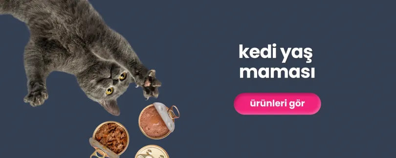kedi yaş maması ve kedi konservesi peşinde koşan kedi