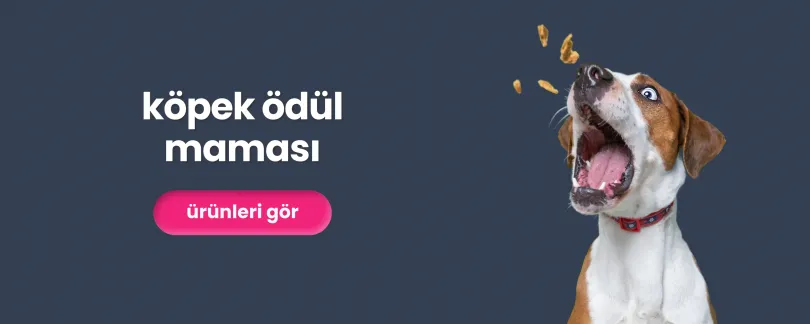 uçuşan köpek ödül mamaları ve havada ödül maması yakalayan köpek