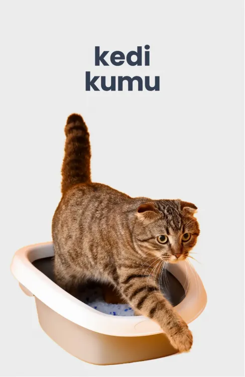 kedi kumu, en kaliteli kedi kumu, uygun fiyatlı kedi kumu