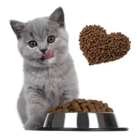 mama yiyen yavru gri kedi ve kalp şeklinde kedi maması