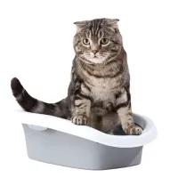 gri renk açık kedi tuvaletinde tuvalet yapan kedi, kedi kumu ve kedi tuvaleti