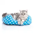 mavi renkli, beyaz benekli kedi yatağı içerisinde uykuya hazırlanan yavru kedi