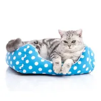 mavi renkli, beyaz benekli kedi yatağı içerisinde uykuya hazırlanan yavru kedi