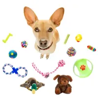 rengarenk ve çeşitli köpek oyuncakları ve oynamayı bekleyen yavru köpek