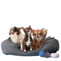 3 yavru köpeğin birlikte üzerinde yattığı, gri köpek yatağı ve yanlarında at-getir oyuncakları