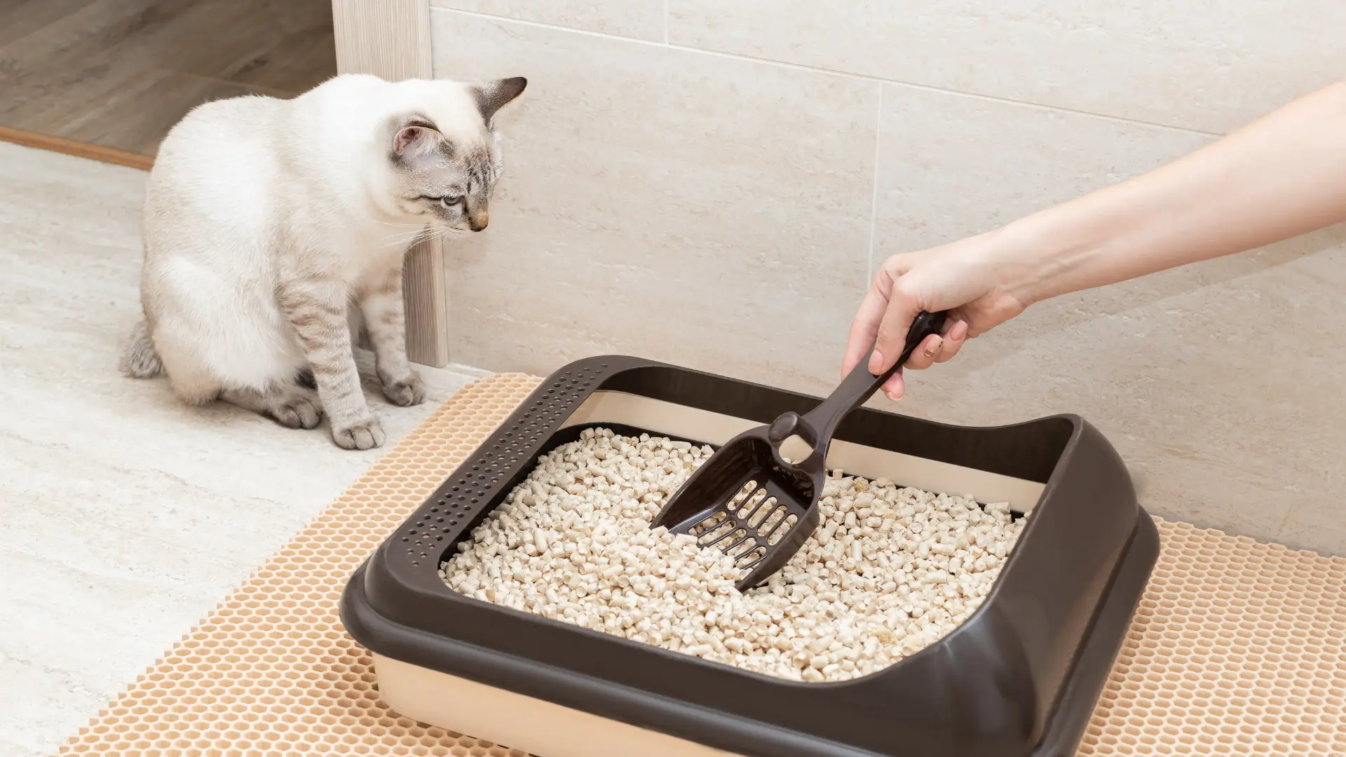 10 Litre Kedi Kumu Ne Kadar Süre Gider?