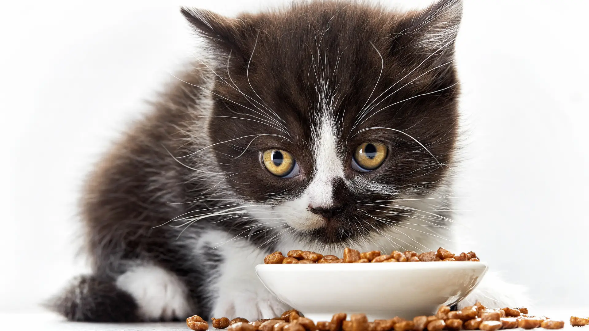 Bozuk Kedi Maması Nasıl Anlaşılır?