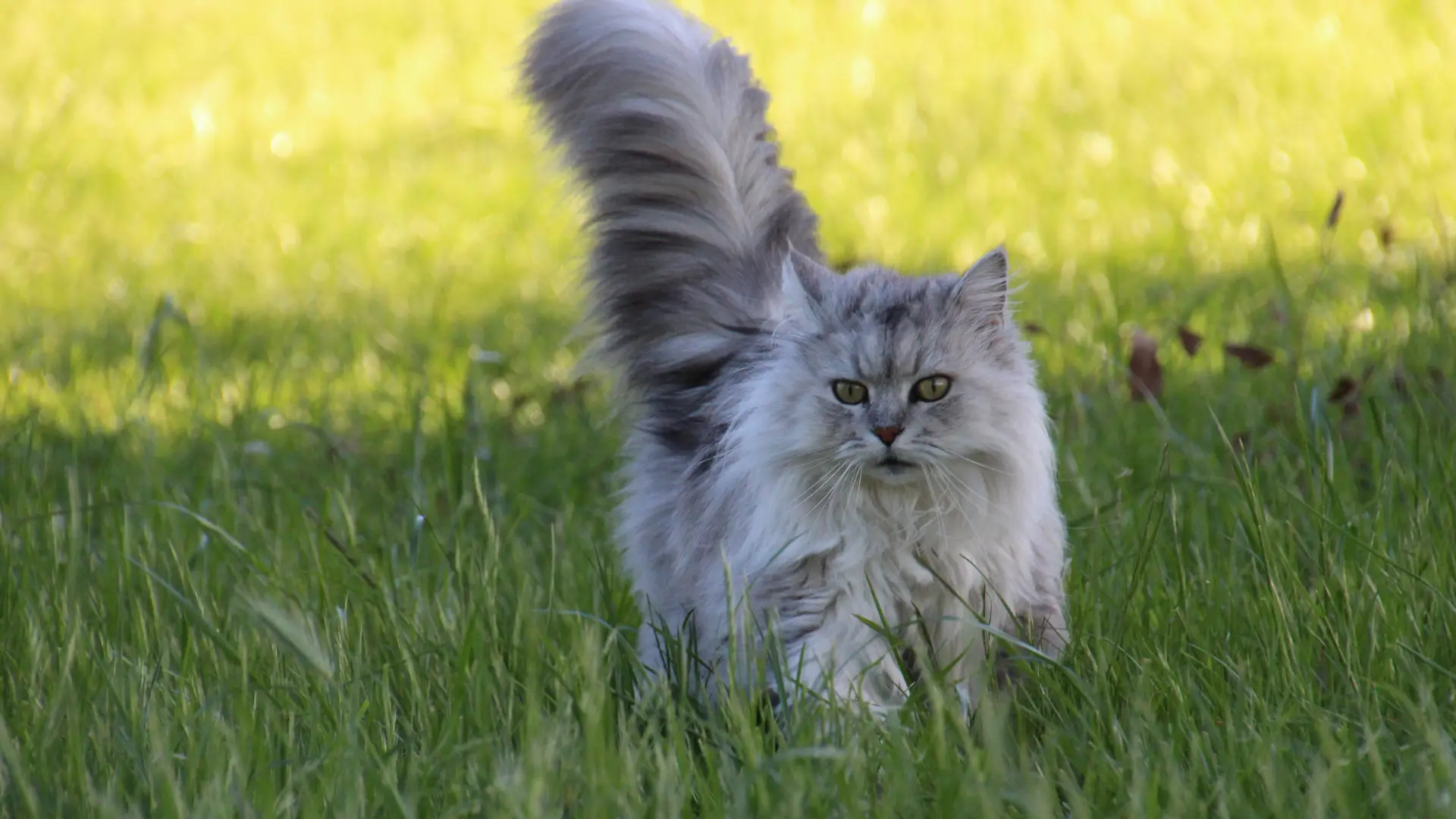 British Longhair Kedisi Özellikleri ve Bakımı