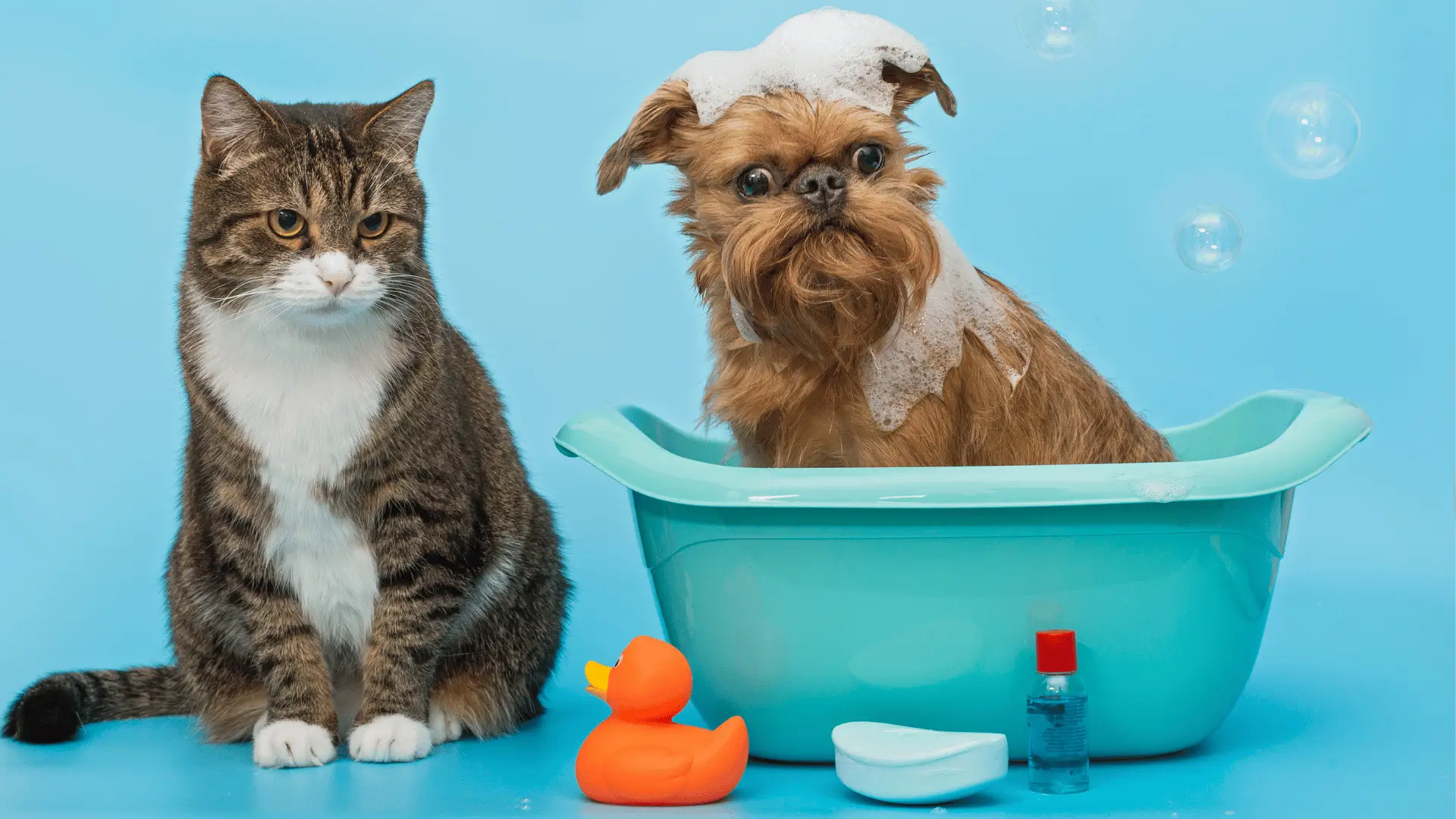 Evde Kedi ve Köpek Temizliği İçin İpuçları