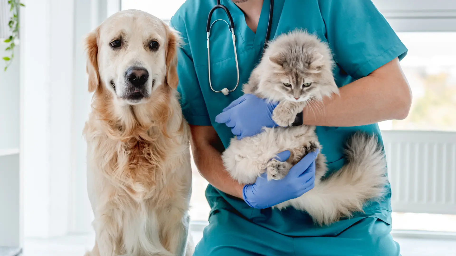 Kedi ve Köpeklerde Antibiyotik Kullanımı