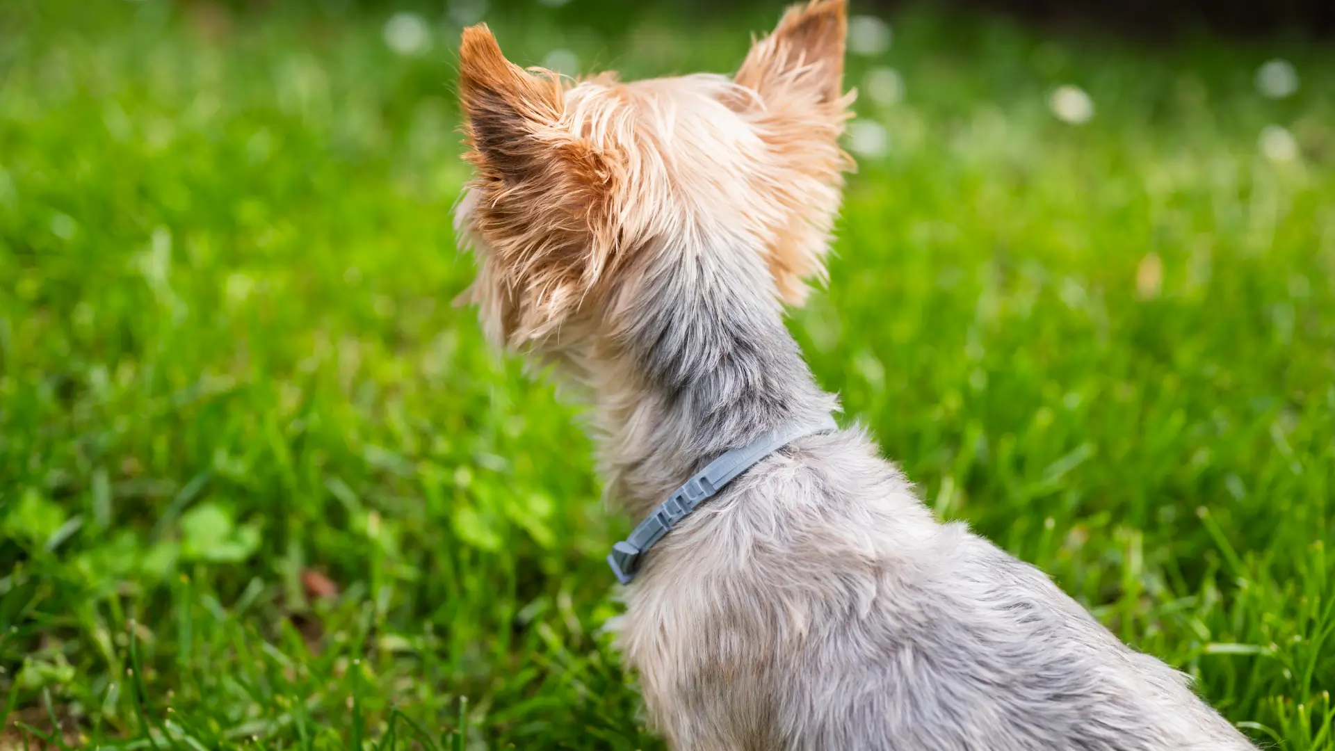 Kedi ve Köpekler İçin Parazit Koruması