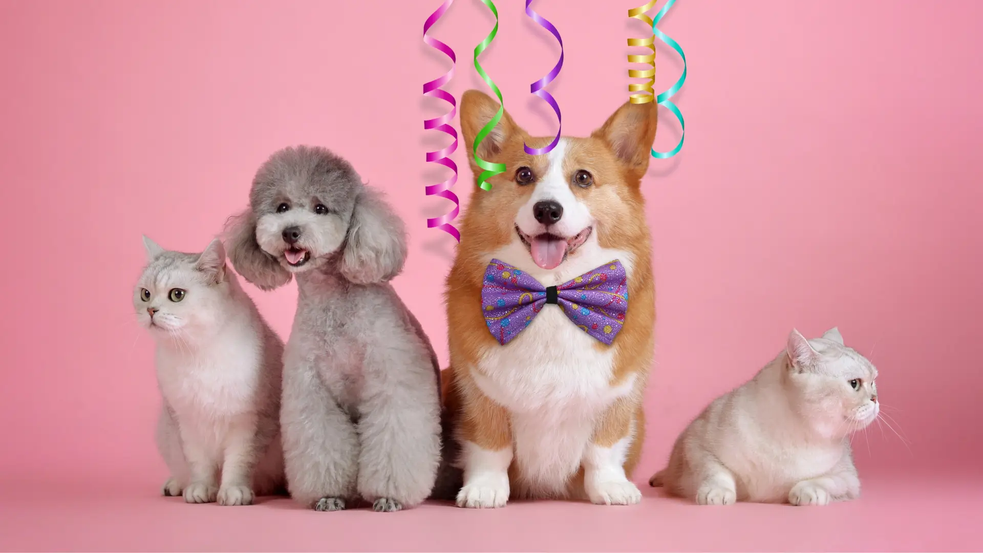 Köpek ve Kedi Yaşı Nasıl Hesaplanır?