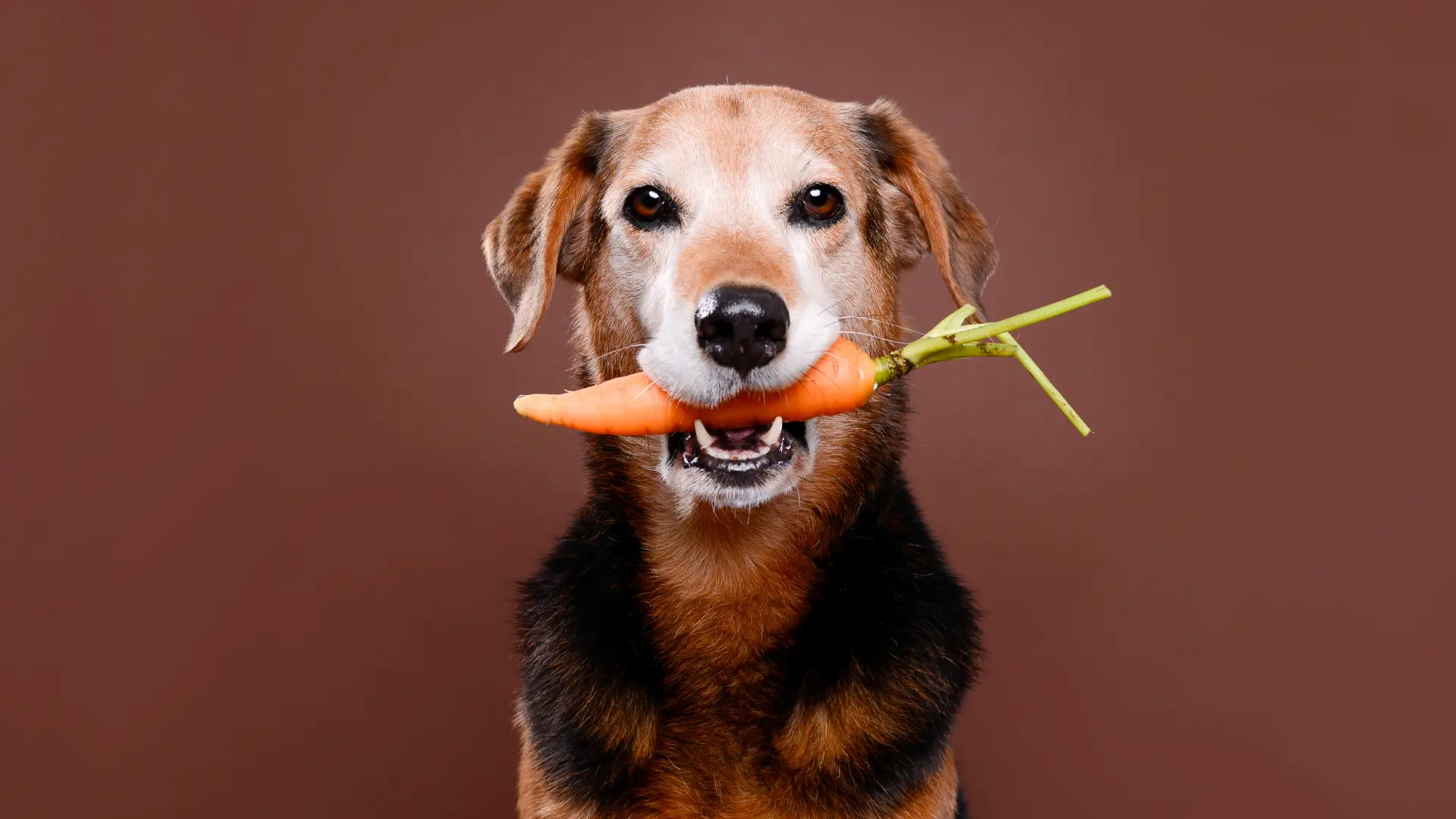Köpekler Havuç Yiyebilir Mi?
