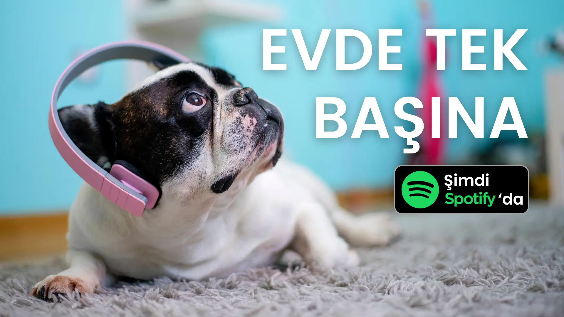Köpekler İçin Sakinleştirici Müzik Listesi