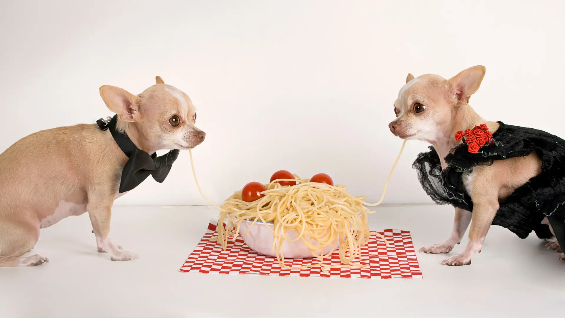 Köpekler Makarna Yiyebilir Mi?