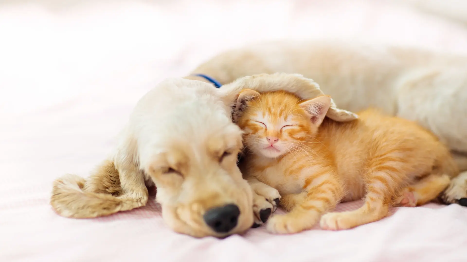 Yavru Kedi ve Köpeklerde Bağışıklık