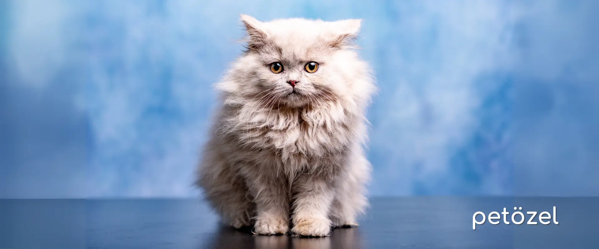 British Longhair Kedisi Özellikleri ve Bakımı